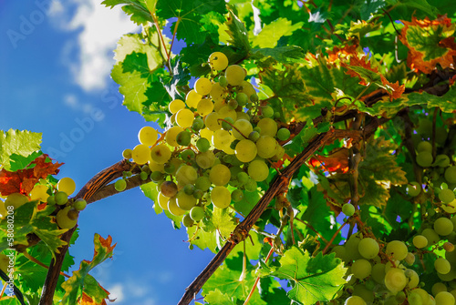 Obraz na plátně close up of a bunch of grapes in a french vineyard