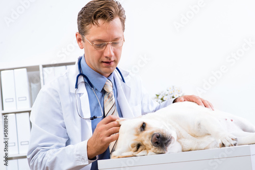 Fototapeta Naklejka Na Ścianę i Meble -  vet checks the health of a dog