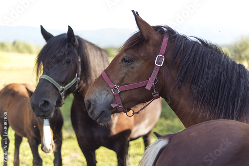 Fototapeta Naklejka Na Ścianę i Meble -  farm horses