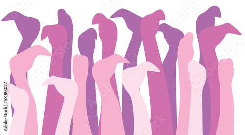 Flamingos