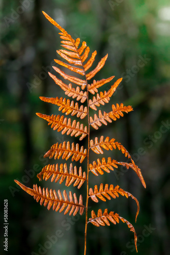 Autumn fern leaves in orang...