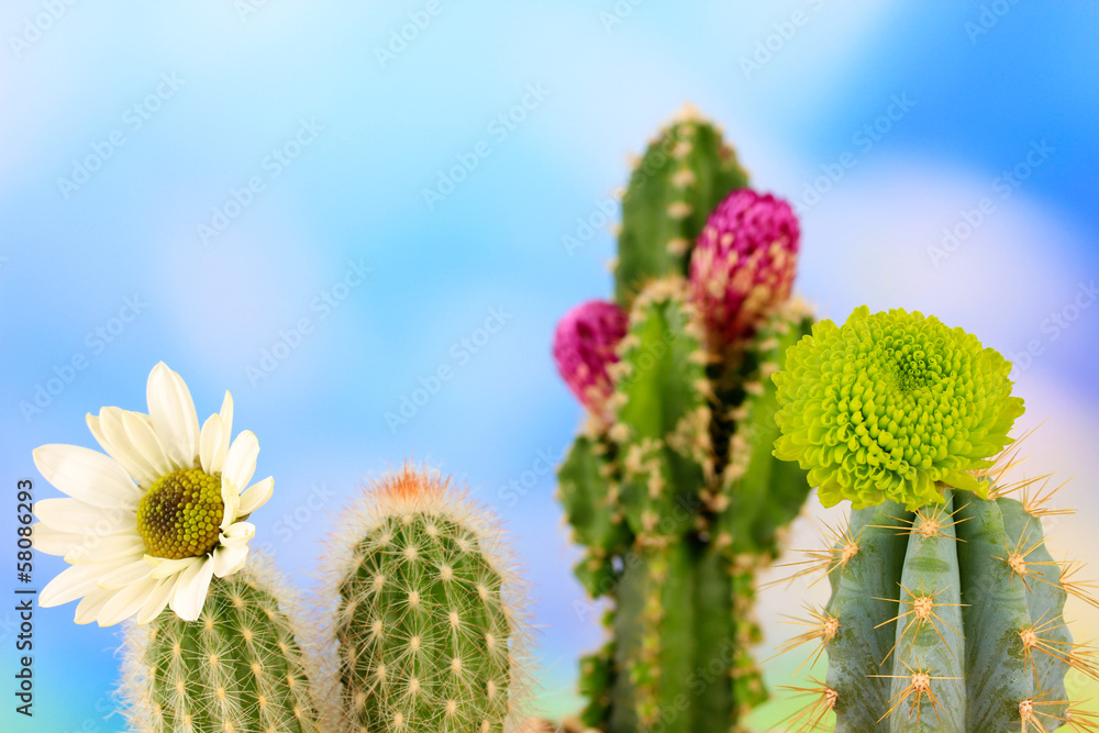 Cactuses with flowers, on blue sky background Cactuses with flowers, on blue sky background