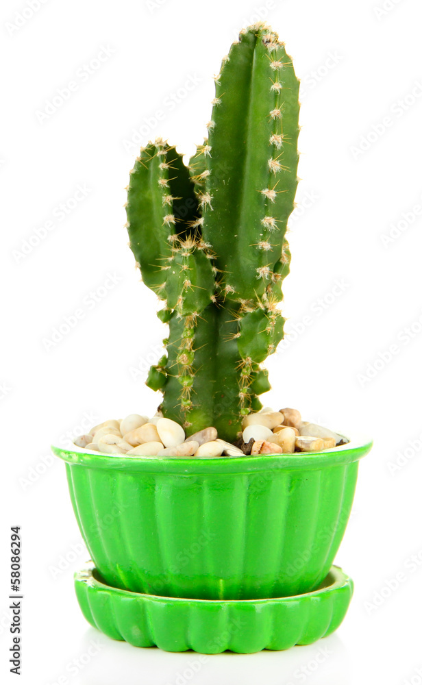 Cactus in flowerpot, isolated on white Cactus in flowerpot, isolated on white