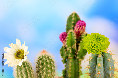 Cactuses with flowers  on blue sky background