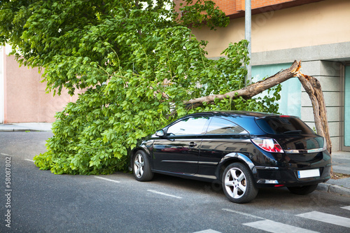 Broken tree on a car, after a storm. © daviles