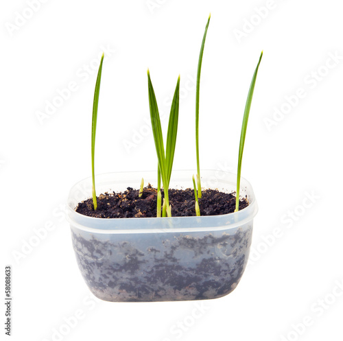 young shoots of date palm in a pot