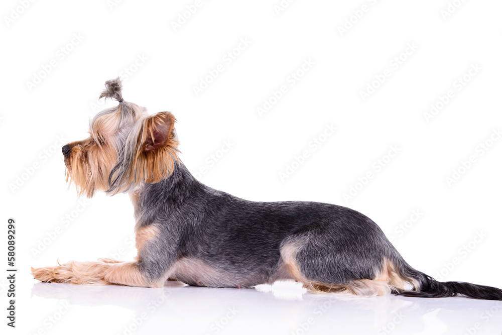 Yorkshire terrier lies Yorkshire terrier lies