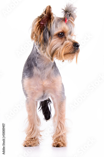 Yorkshire terrier stand