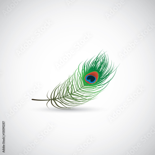 Peacock feather