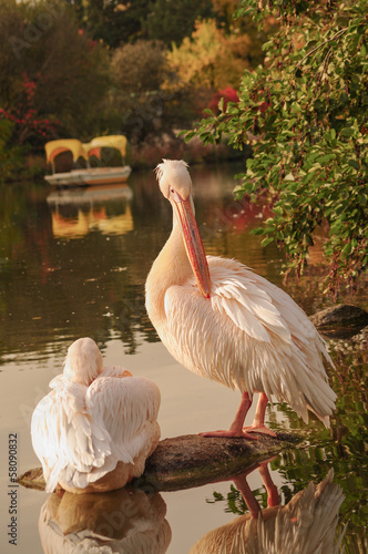 A couple of Rosy Pelicans at the Luise Park in Mannheim, Germany photo