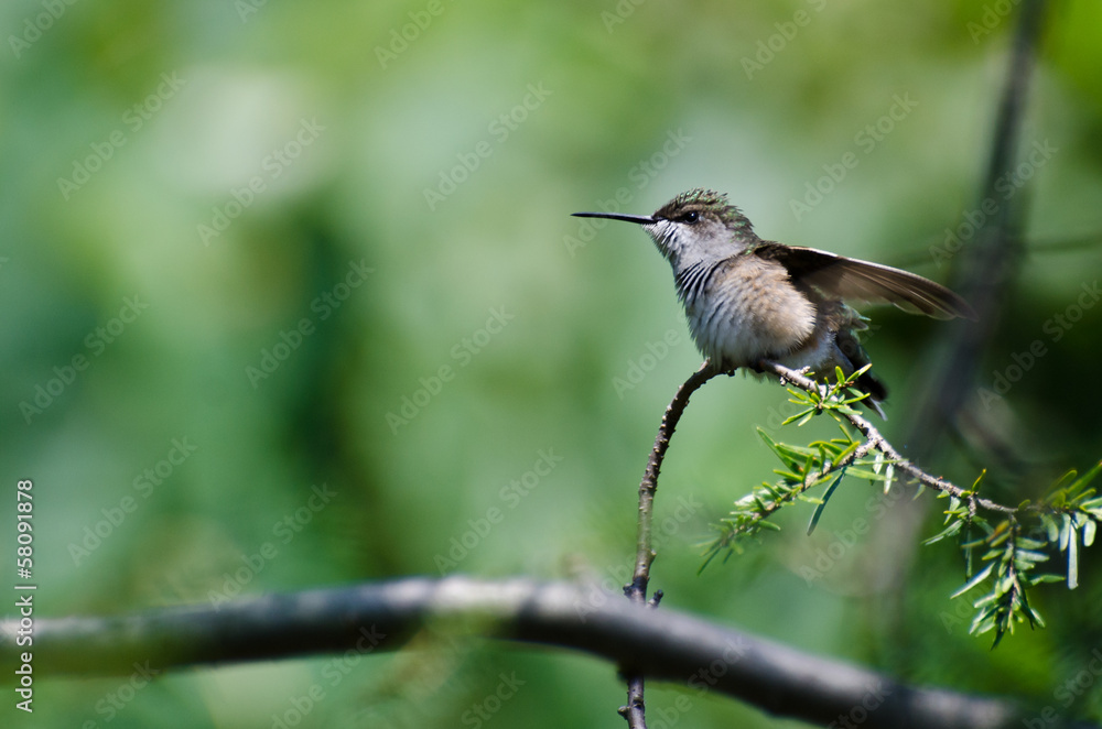 Fototapeta premium Ruffled Hummingbird Perched on an Evergreen Branch