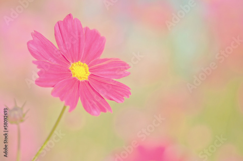 cosmos flower