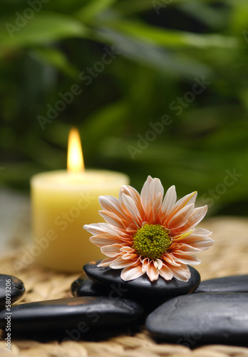 spa concept gerbera with spa stone  candle  massage oil    