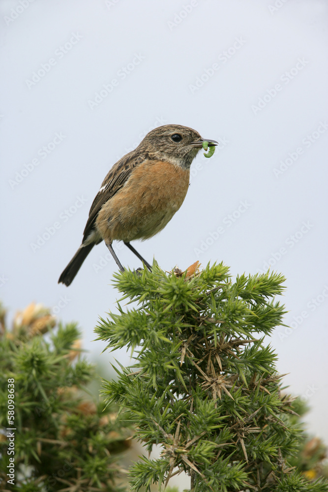 Stonechat, Saxicola torquata Stonechat, Saxicola torquata