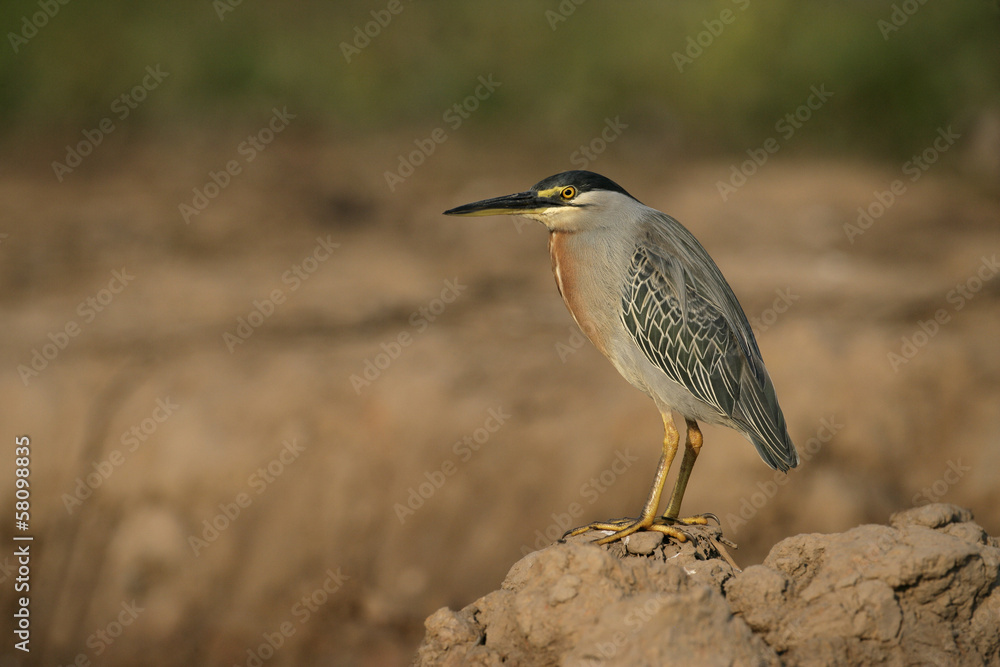 Striated heron, Butorides striata Striated heron, Butorides striata