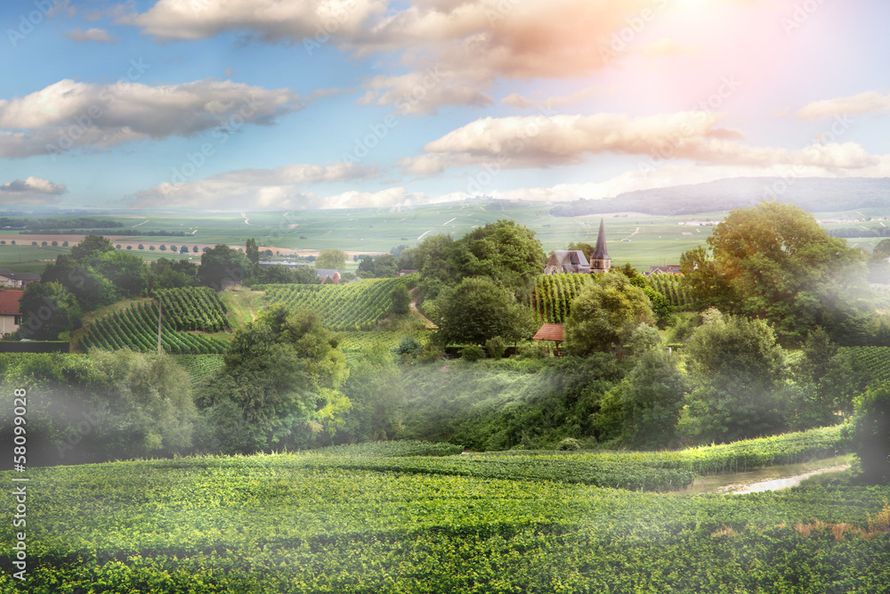 Naklejka premium Sunrise on vineyard , Montagne de Reims, France