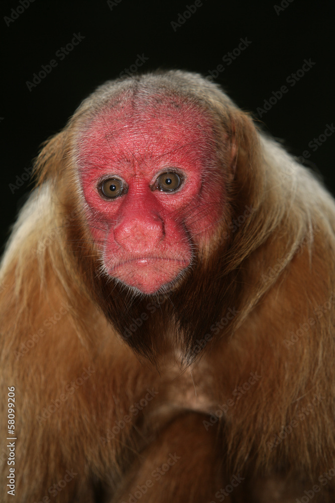 Naklejka premium Uakari monkey, Cacajao calvus,