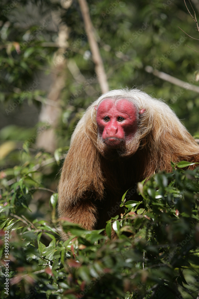Obraz premium Uakari monkey, Cacajao calvus,