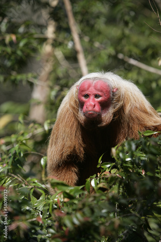 Uakari monkey, Cacajao calvus, photo