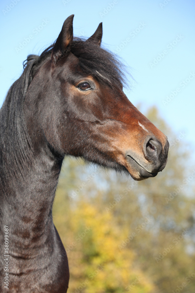 Beautiful brown mare with in autumn