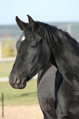 Beautiful black mare with rope halter in autumn