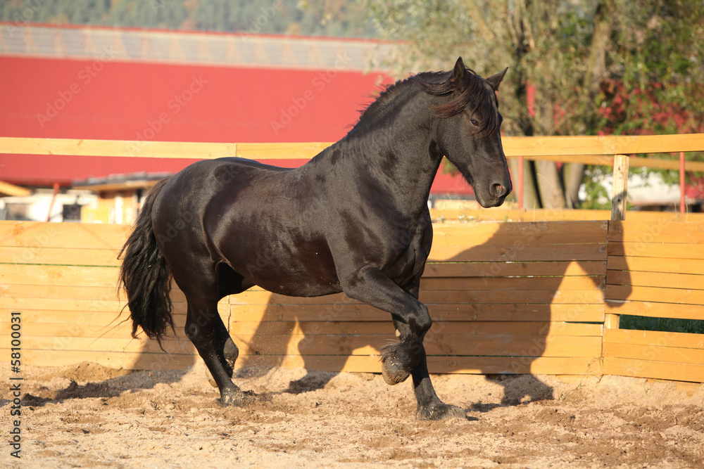 Nice friesian horse working in paddock Nice friesian horse working in paddock