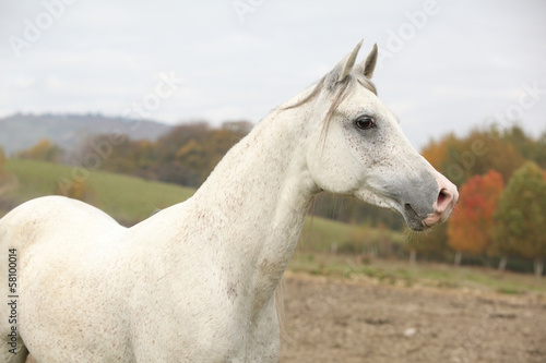 Beautiful white arabian stallion © Zuzana Tillerova