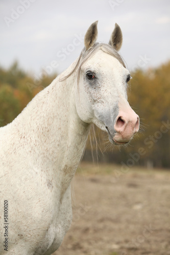 Beautiful white arabian stallion © Zuzana Tillerova