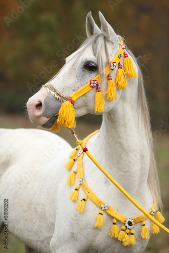 Fototapeta Naklejka Na Ścianę i Meble -  Beautiful white arabian stallion with nice show halter