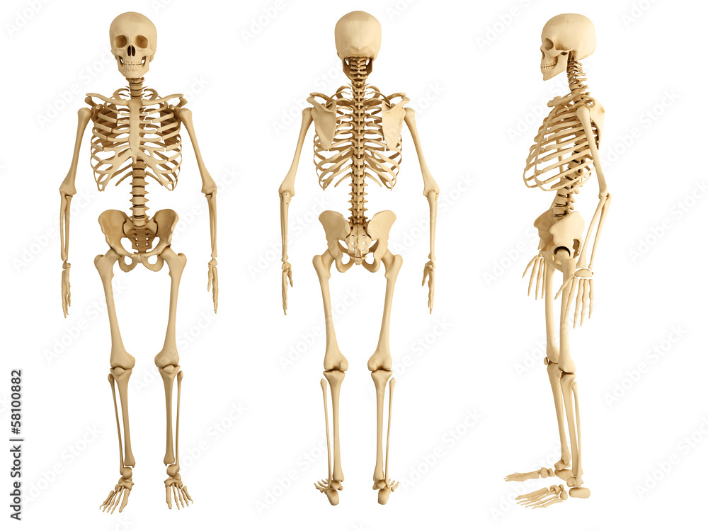 human skeleton, three views - obrazy, fototapety, plakaty 