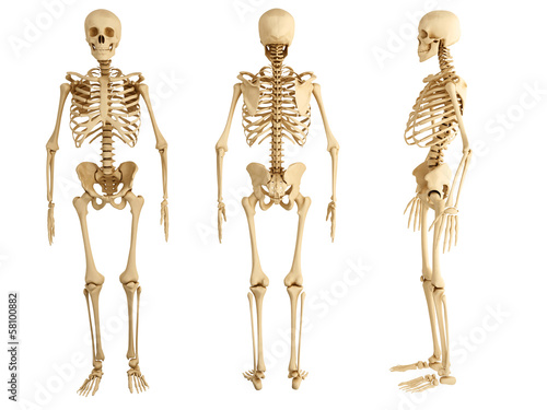 human skeleton, three views photo