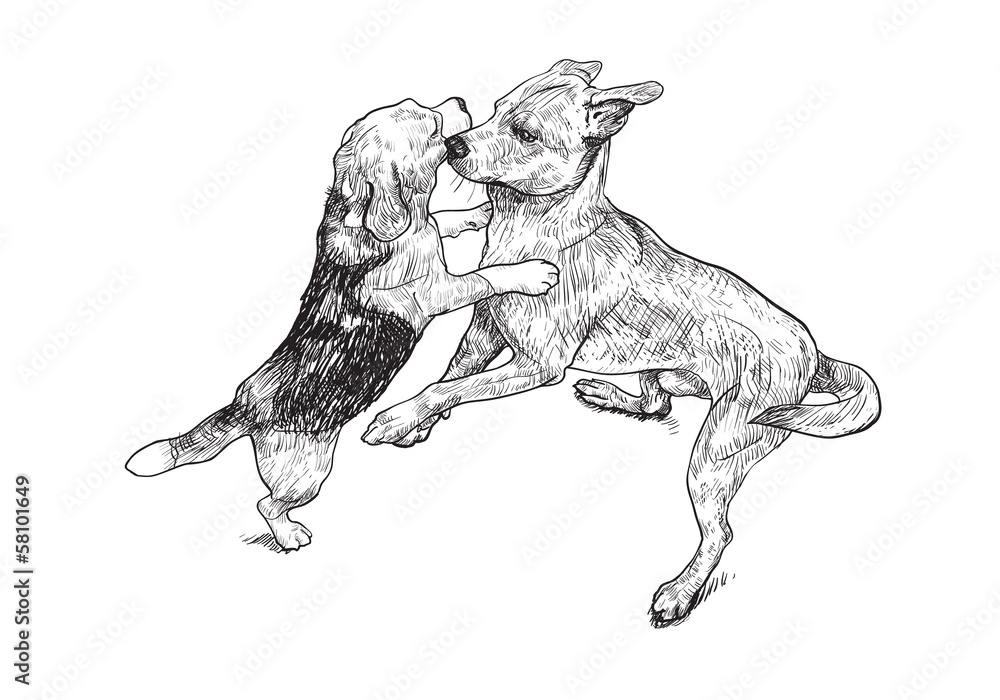 Fototapeta premium Teasing play of two dogs
