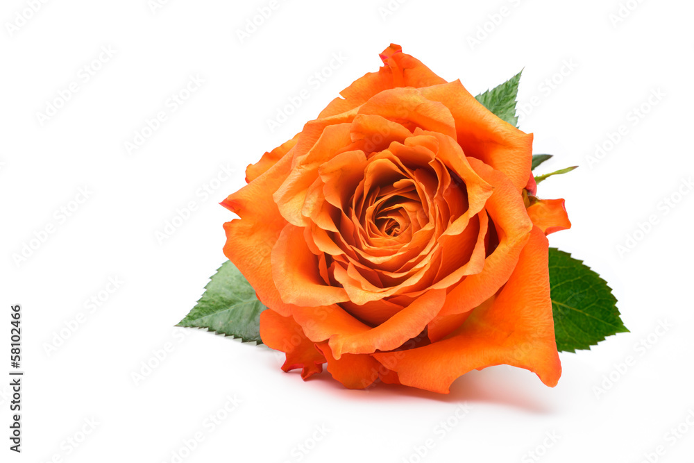 Obraz premium single rose isolated on white