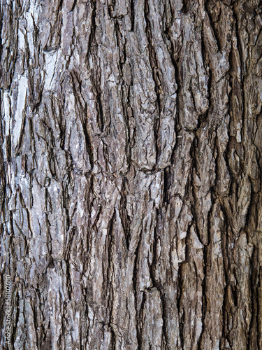 Elm Tree Bark photo