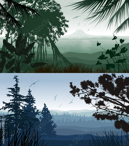 Forest Landscape. Illustration of tropical and pine forest