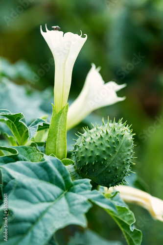 Jimson weed photo