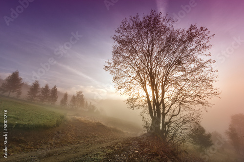Misty morning scene with lonely tree