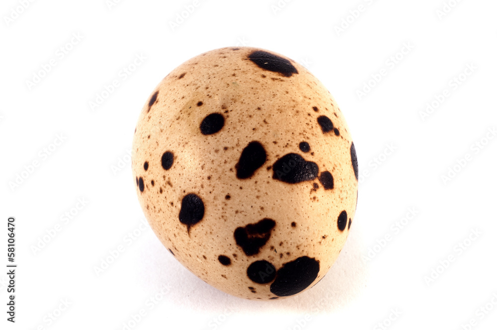 quail egg isolated close up quail egg isolated close up