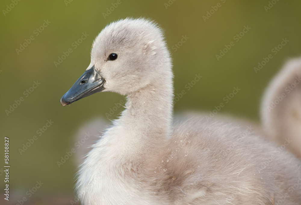 junger Höckerschwan junger Höckerschwan