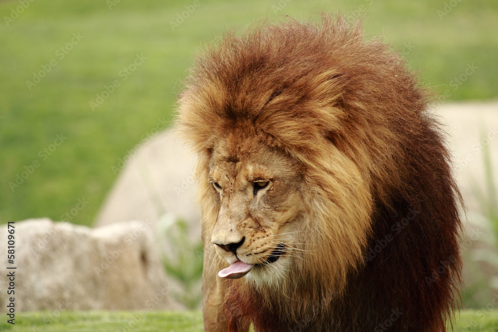 mail lion mail lion