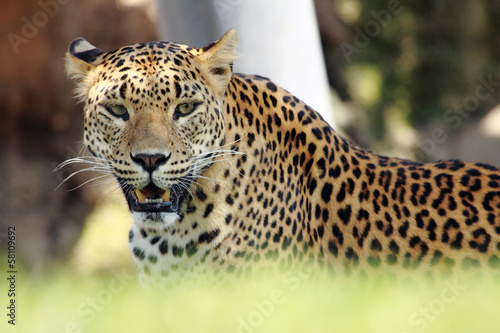 leopard resting