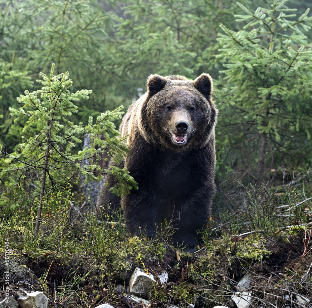 Brown bear
