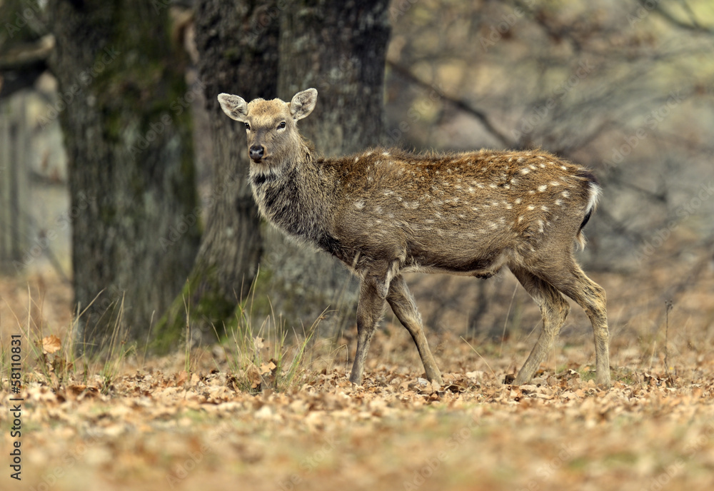 Spotted deer