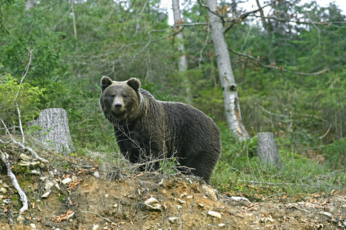 Brown bear