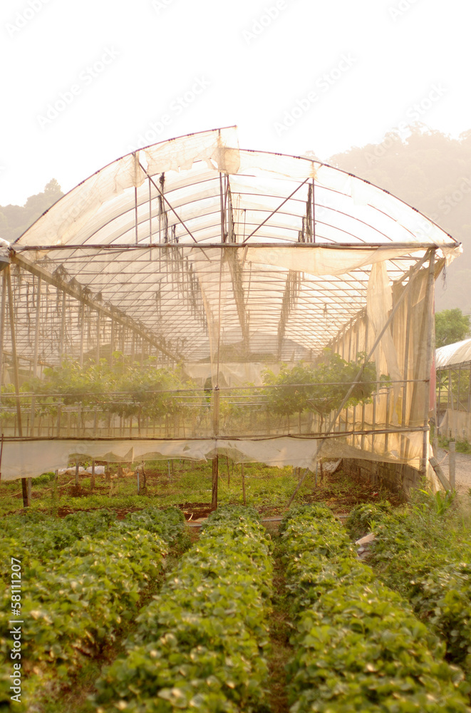 Morning at the strawberry Farm