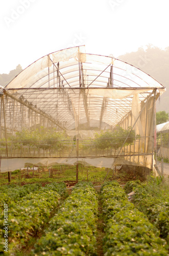 Morning at the strawberry Farm