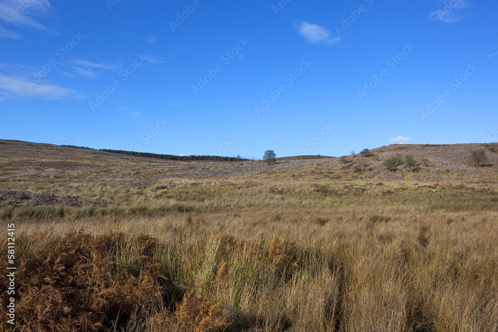 moorland landscape
