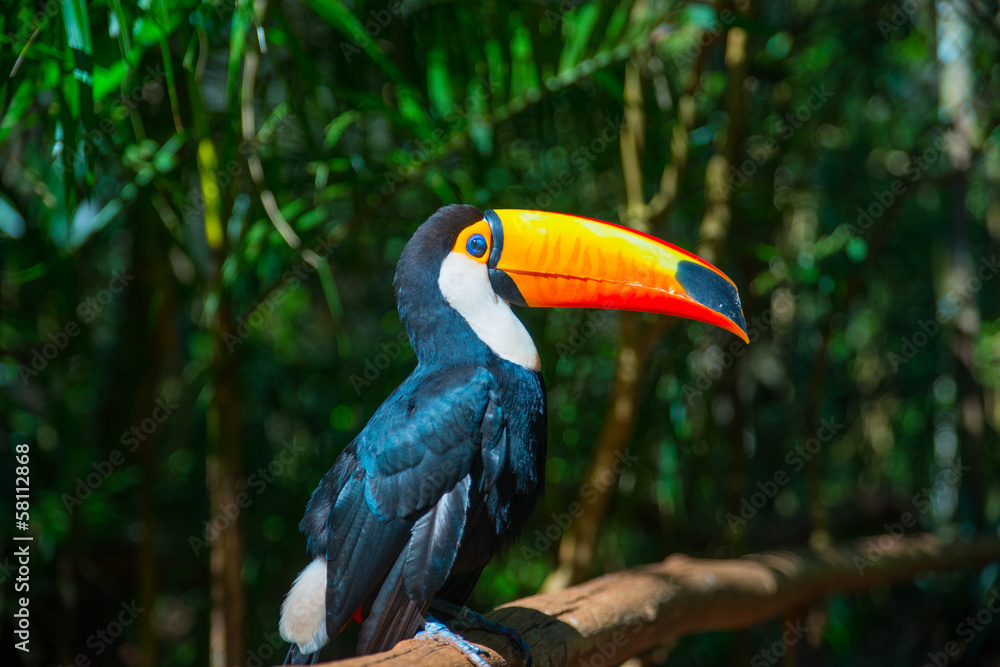 Naklejka premium Toucan