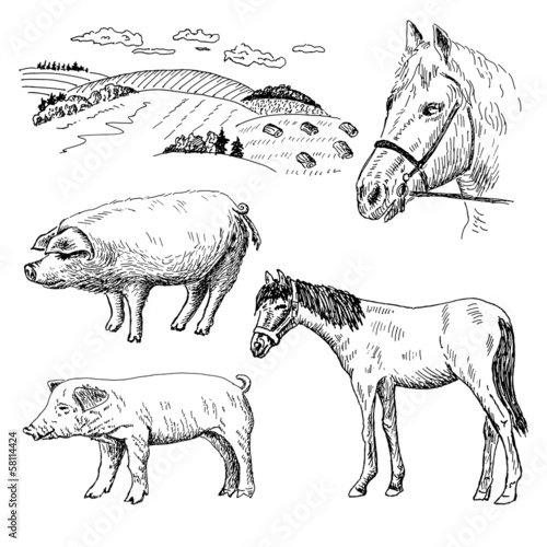 pig and horse