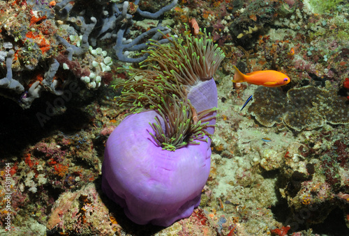 Fische bei Anemone